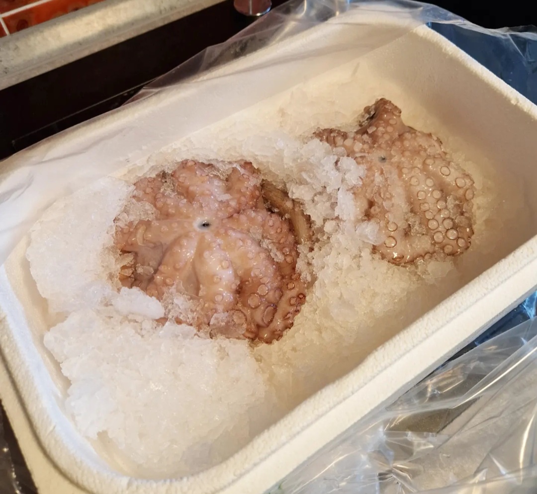 Oktopus